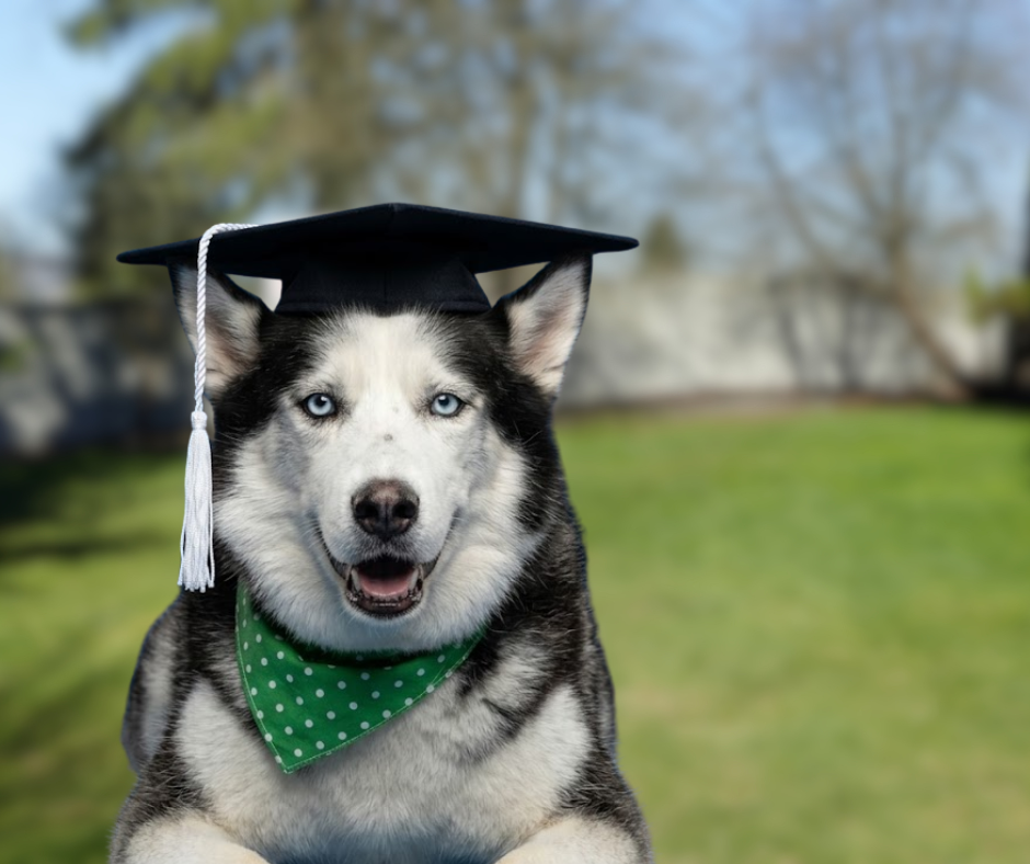 Cuidador canino con mascota en formación técnica